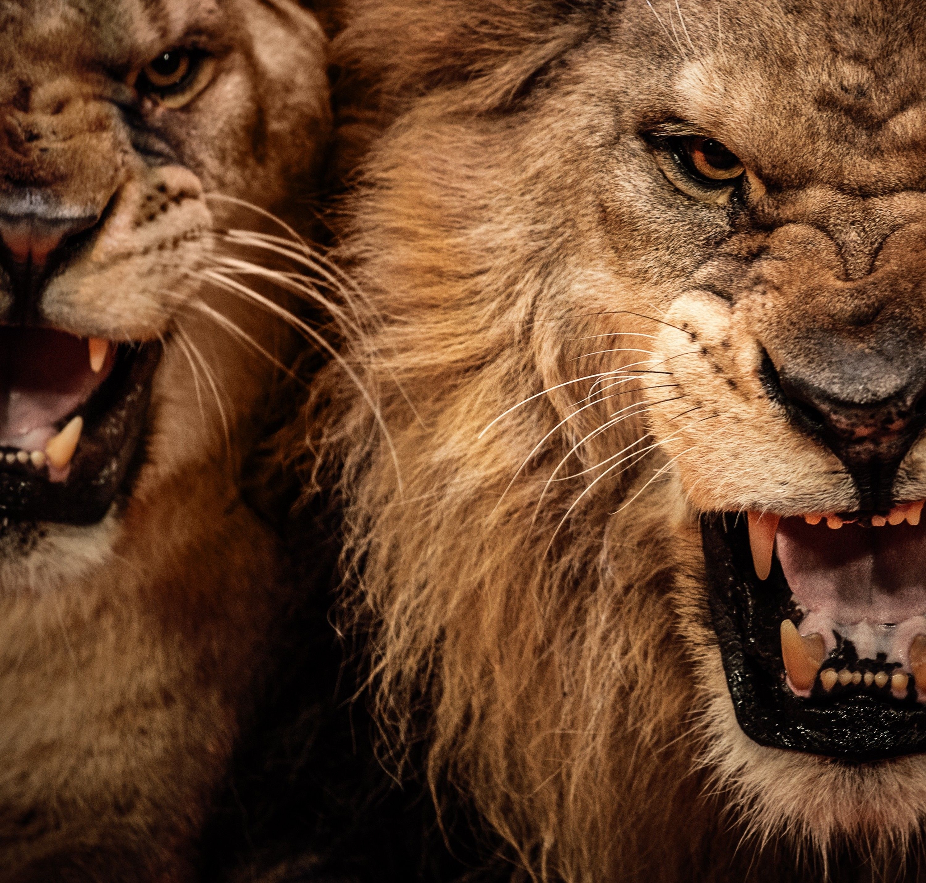 3000x2860 Angry Lion Wallpaper Free Angry Lion Background, Desktop