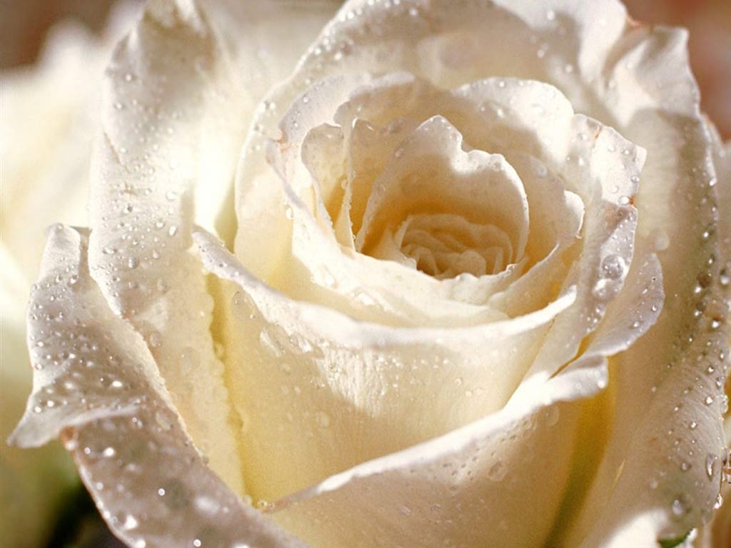 1030x770 white rose wallpaper. New Year Wallpaper, Desktop