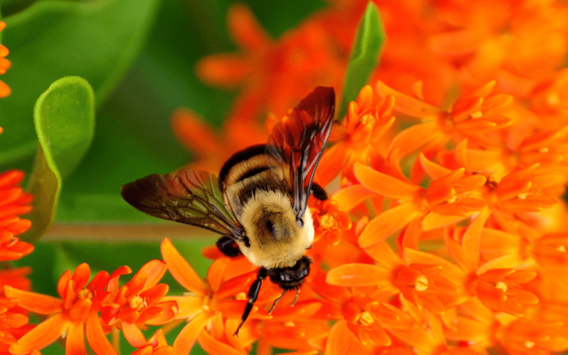 1920x1200 image of bumble bees. Bumble Bee on Flowers, Desktop