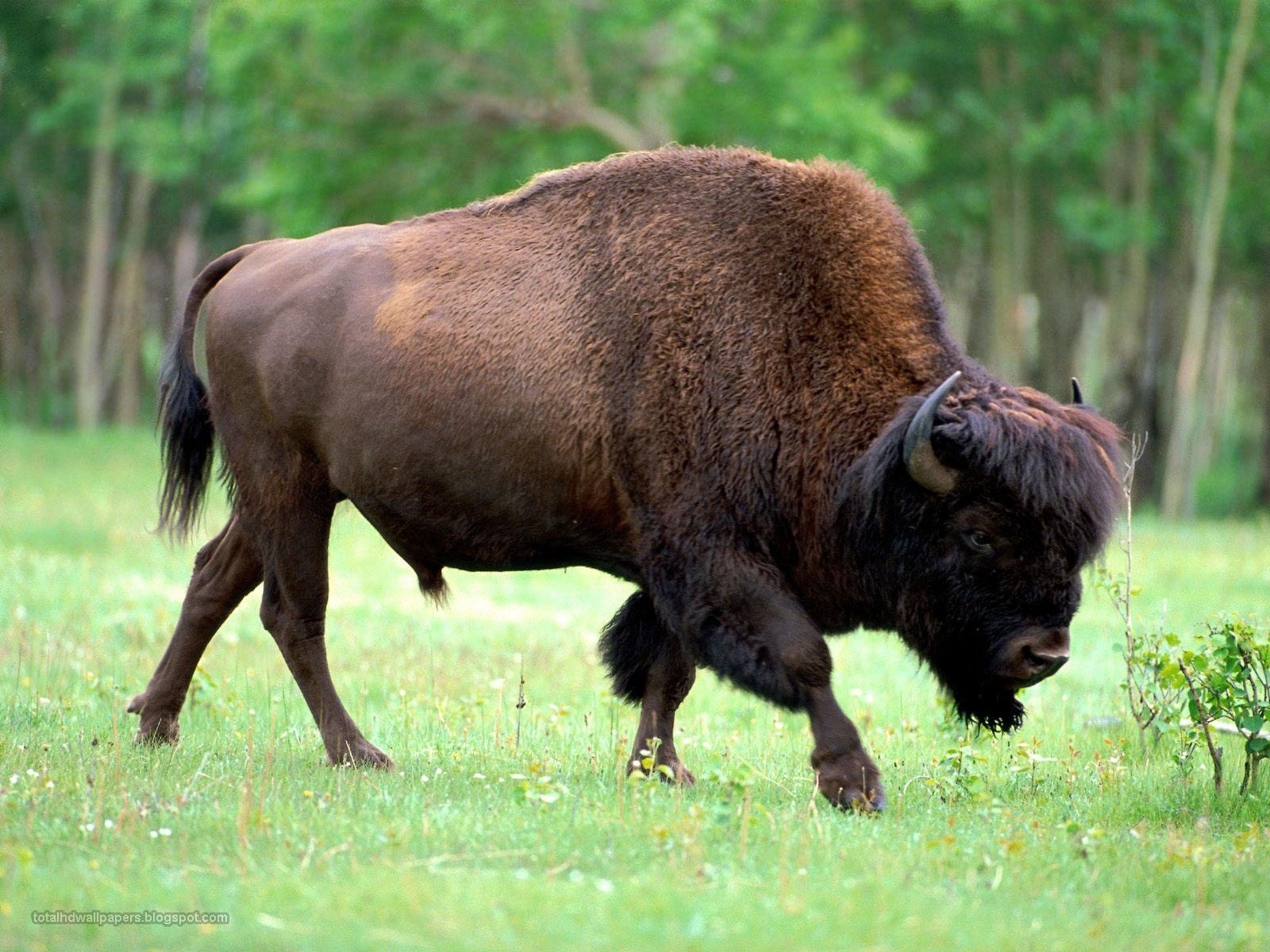 1600x1200 Free All wallpaper Beautifull: Buffalo Wallpaper hd, Desktop