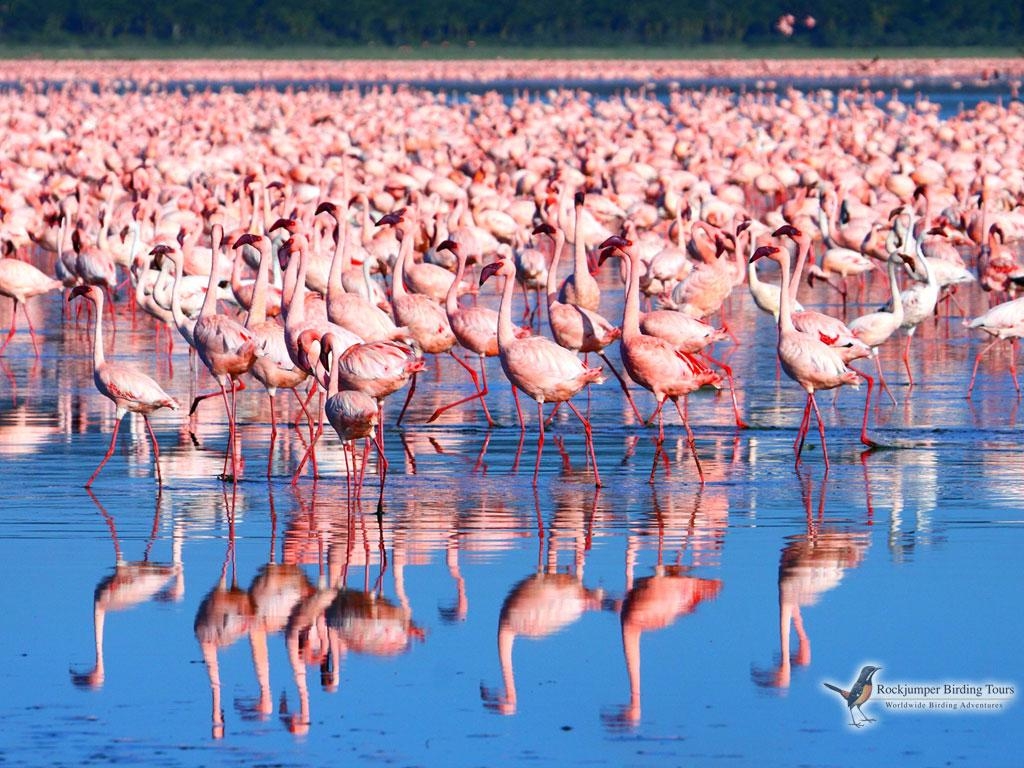 1030x770 Lake Nakuru's Lesser Flamingo Spectacle, Desktop