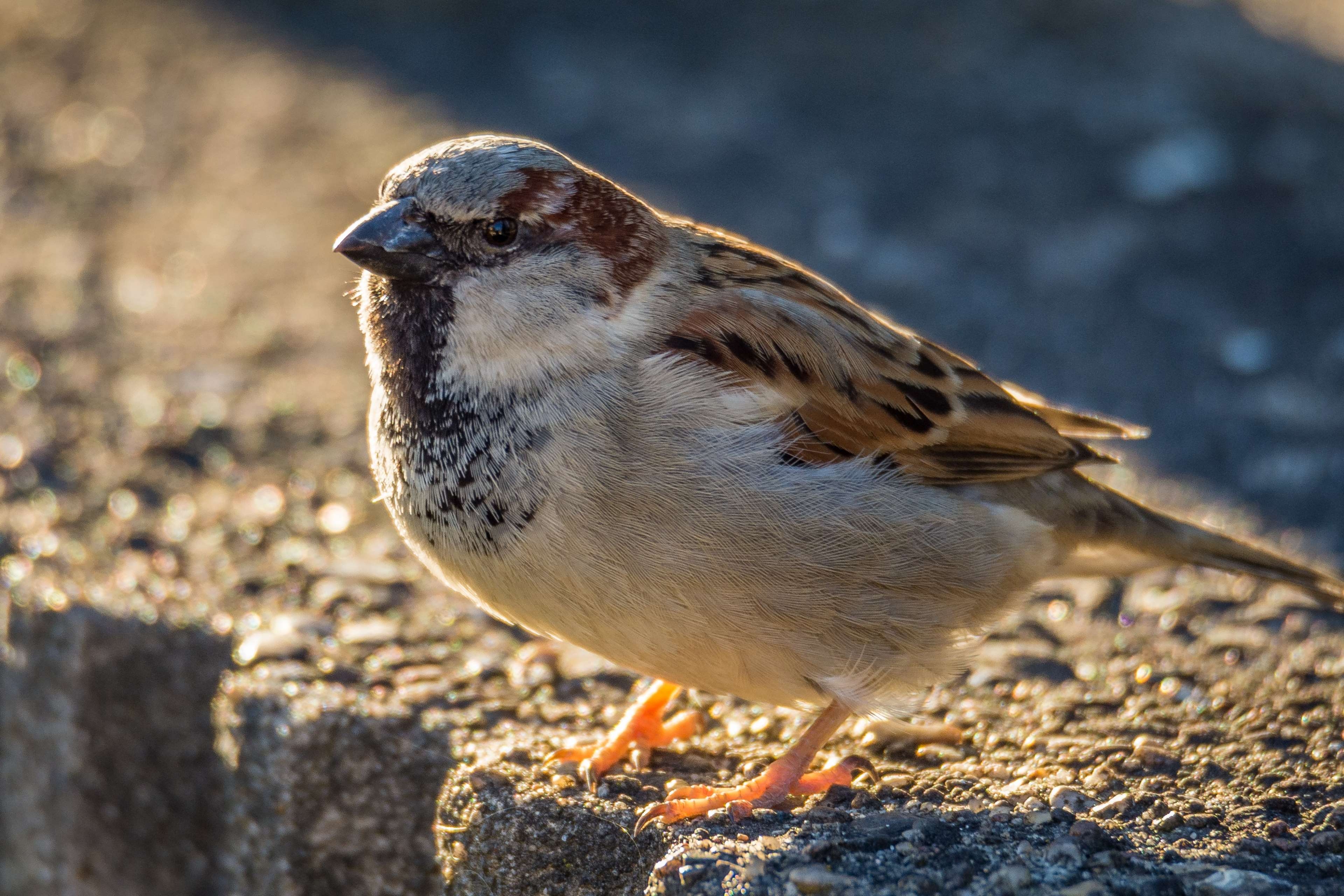 3840x2560 animal, bird, birds, blue, branch, cheeky, close, cyanistes, Desktop