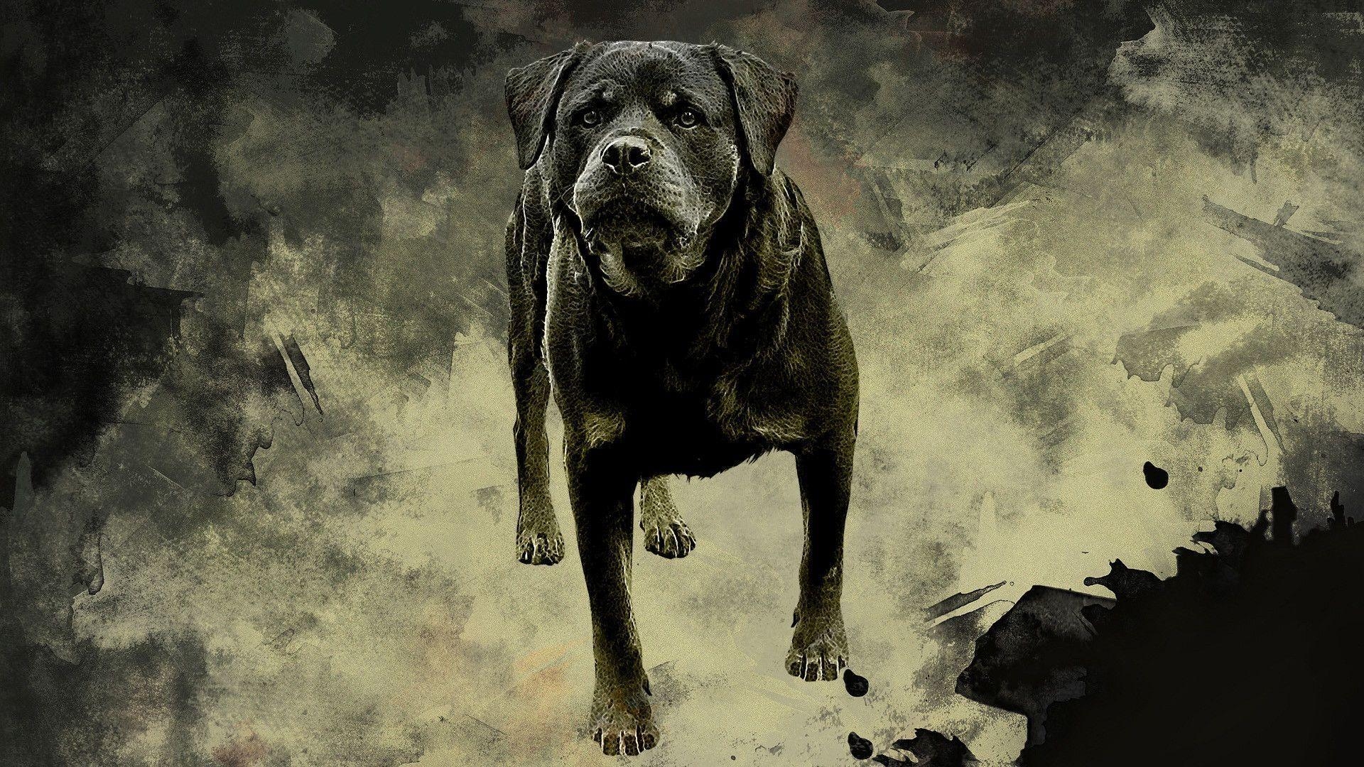 1920x1080 Rottweiler Dog Desktop Wallpaper. Rottweiler Dog Picture. New, Desktop