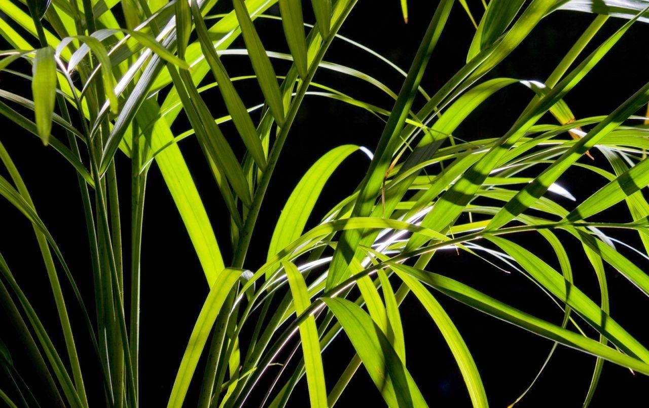 1280x810 Palm Leaves wallpaper. Palm Leaves, Desktop