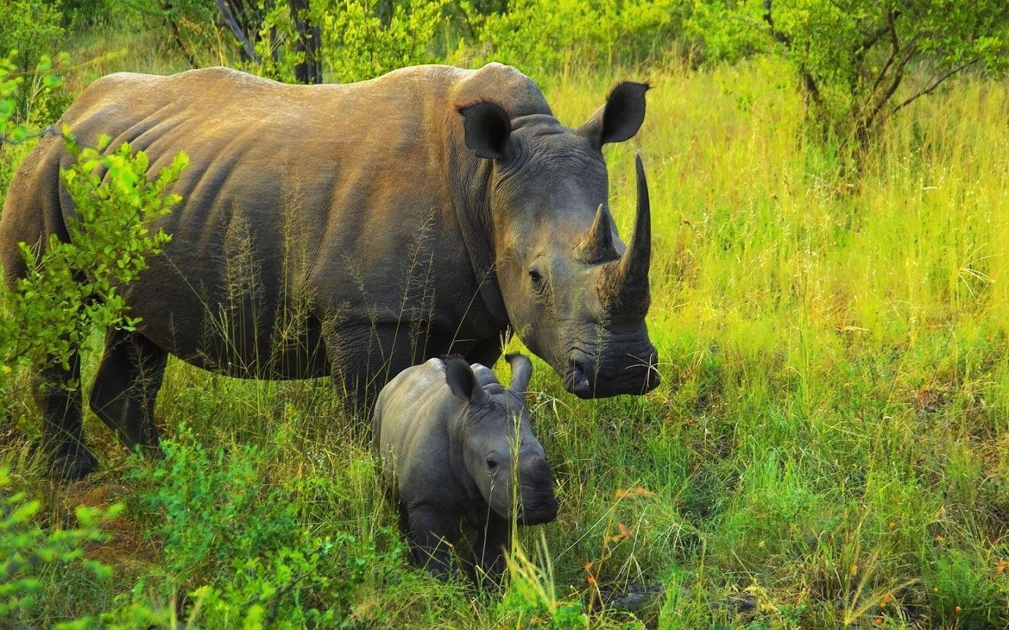 1440x900 Rhino Wallpaper Apps on Google Play, Desktop