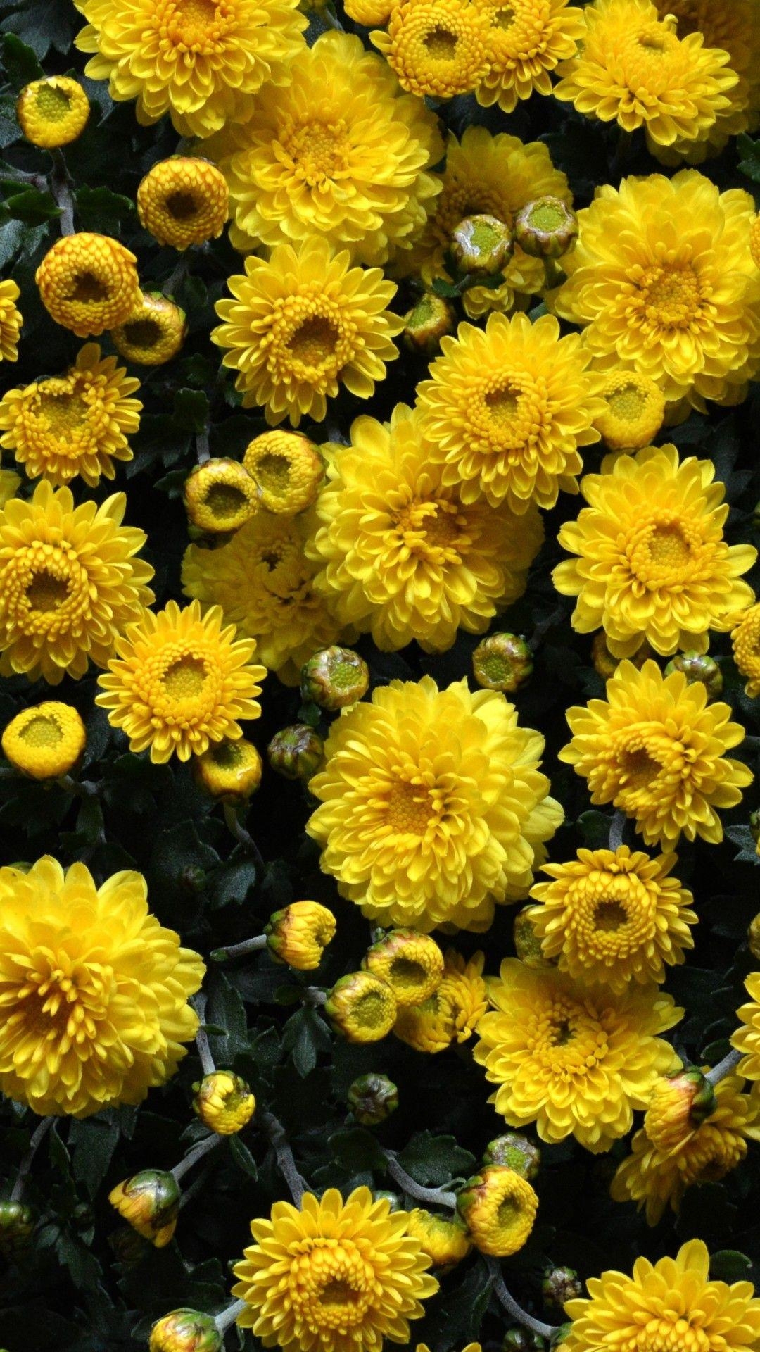 1080x1920 Yellow Floral iPhone Wallpaper Free Yellow Floral iPhone Background, Phone