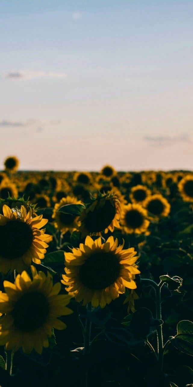 650x1280 Flores, Sunflower, wallpaper, sky.. #aesthetic #sunflower, Phone