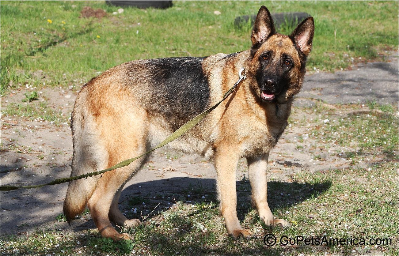 1310x840 Shepherd Dog Breed, Desktop