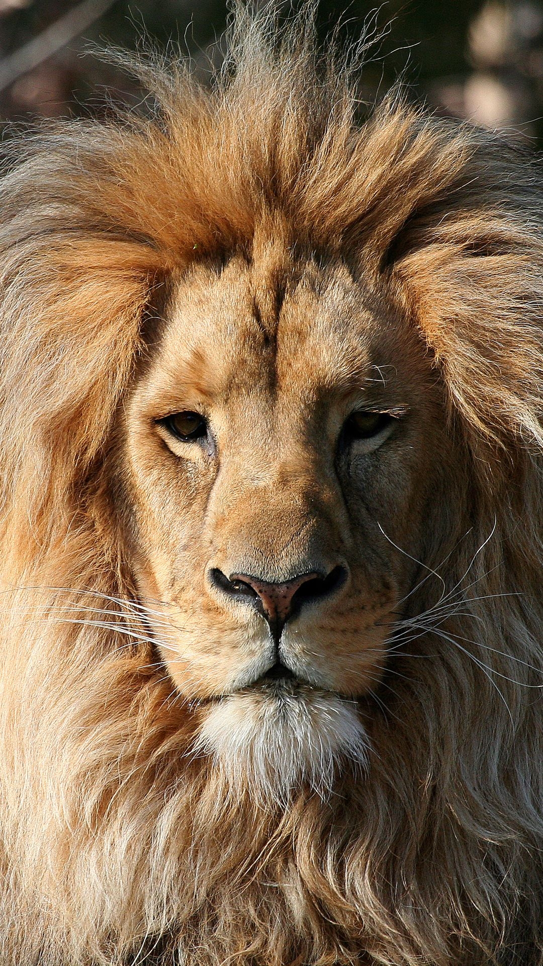 1080x1920 iPhone 6S Plus Wallpaper with Lion, Phone