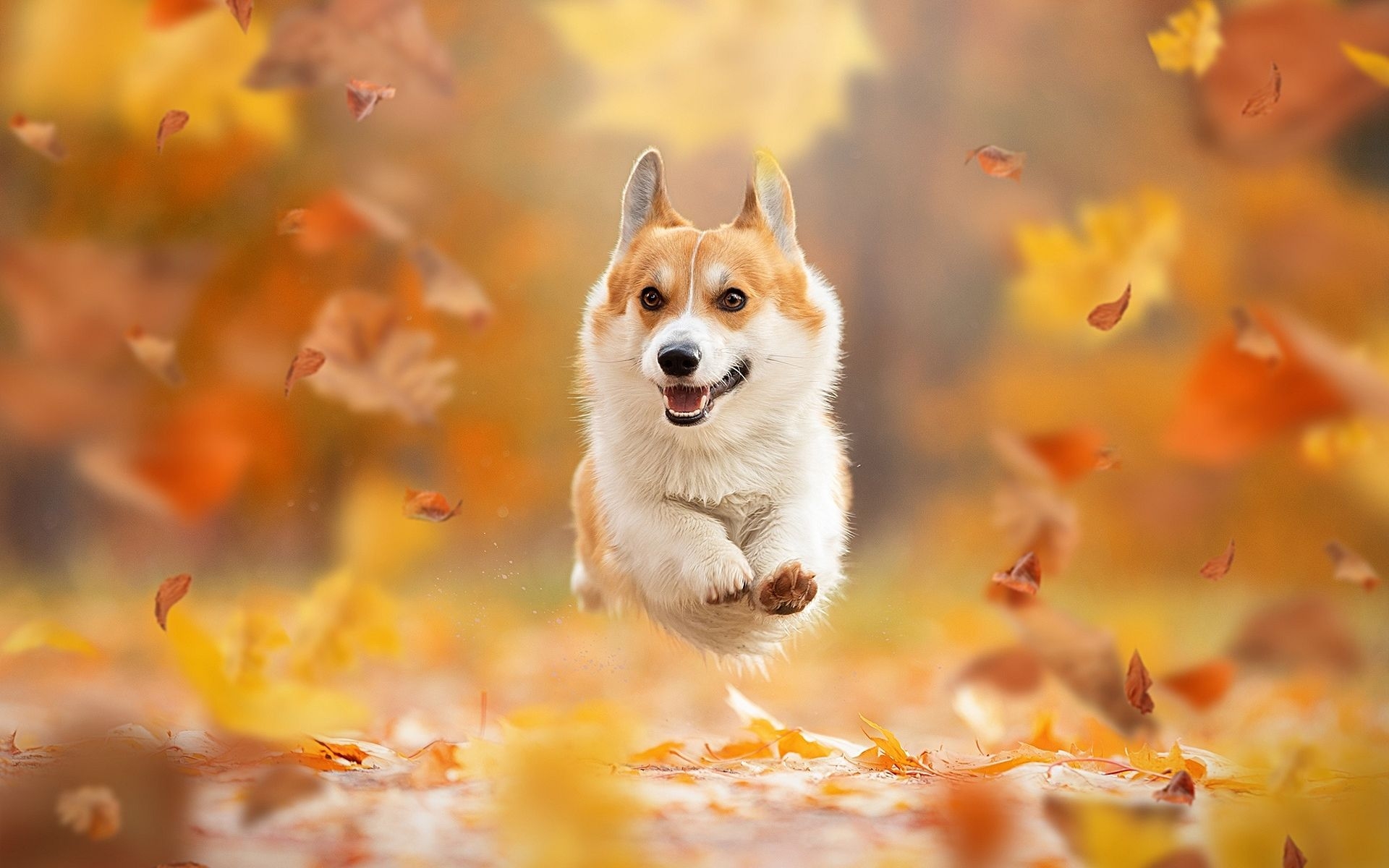 1920x1200 Flying Corgi, Autumn, Pets, Welsh Corgi, Dogs, Bokeh, Background Wallpaper & Background Download, Desktop