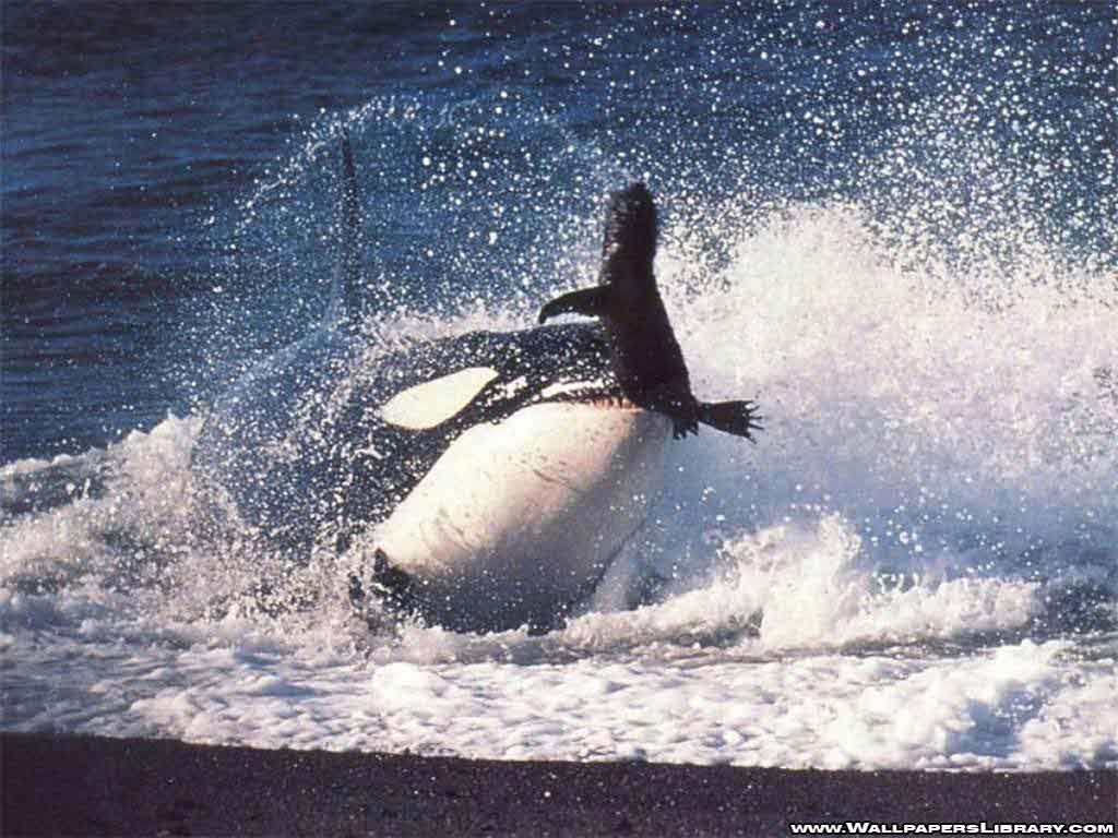 1030x770 Wallpaper Orca Free, Desktop