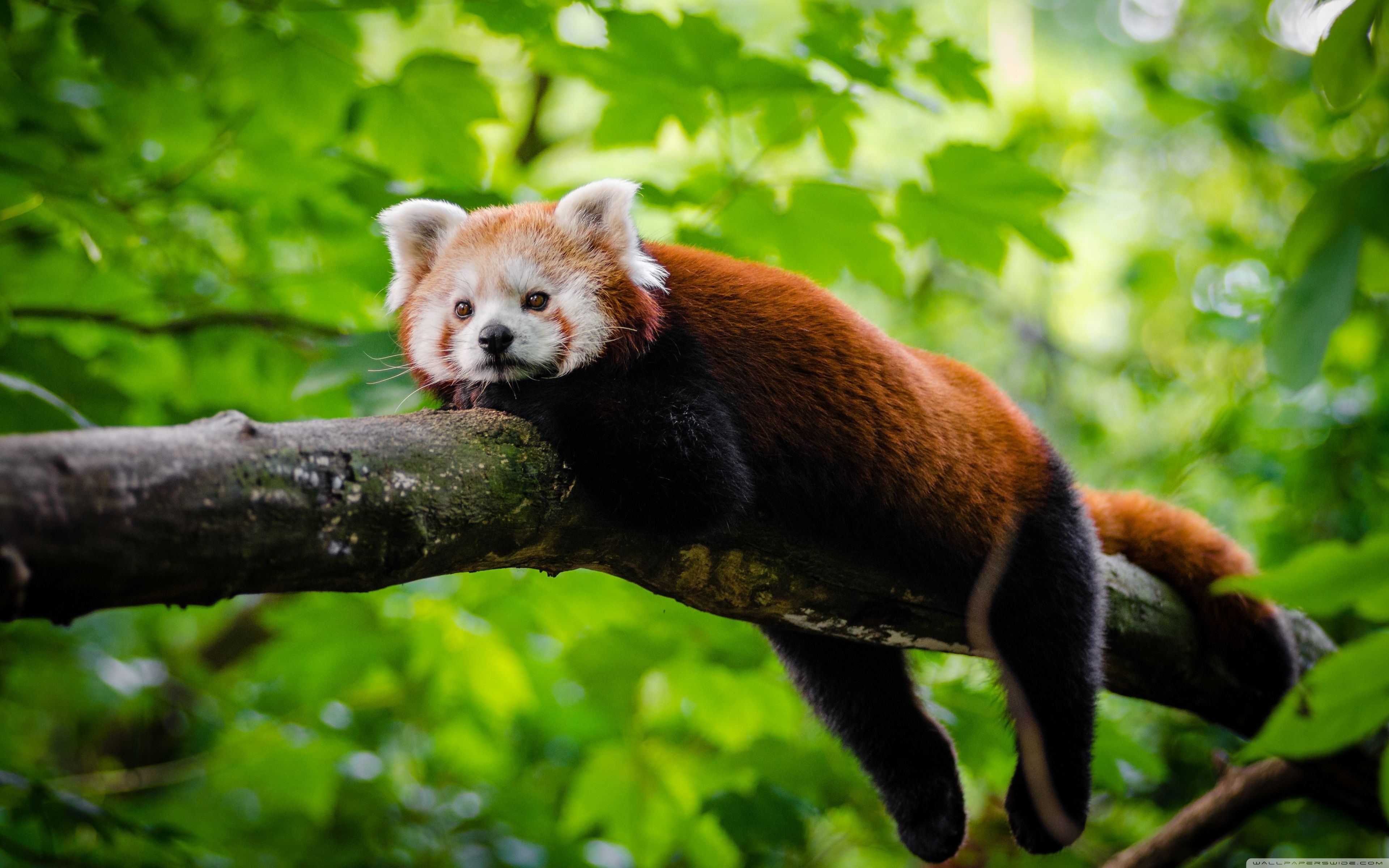 3840x2400 Red Panda Cute Wallpaper Free Red Panda Cute Background, Desktop