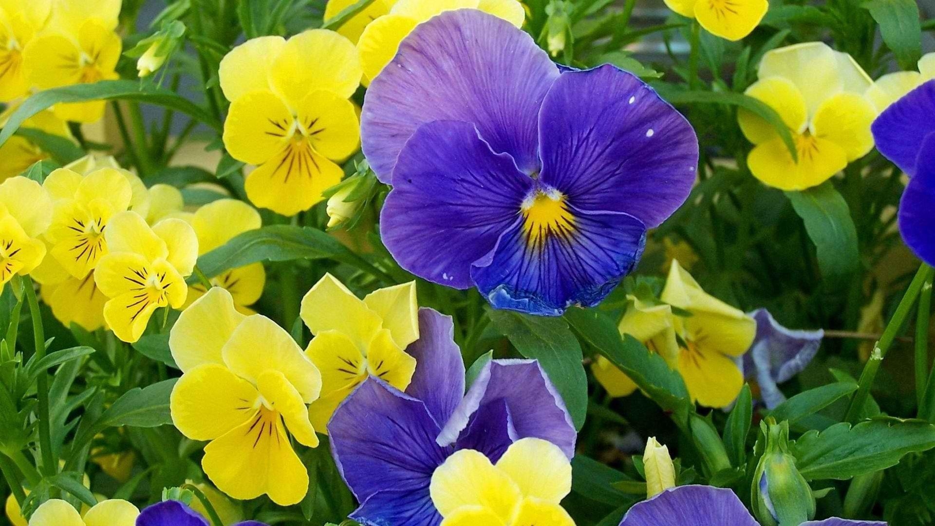 1920x1080 Gorgeous Pansy Flowers Wallpaper Wallpaper Inn, Desktop