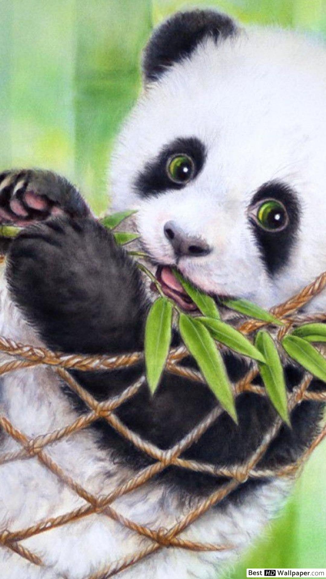 1080x1920 Baby Panda HD wallpaper download, Phone