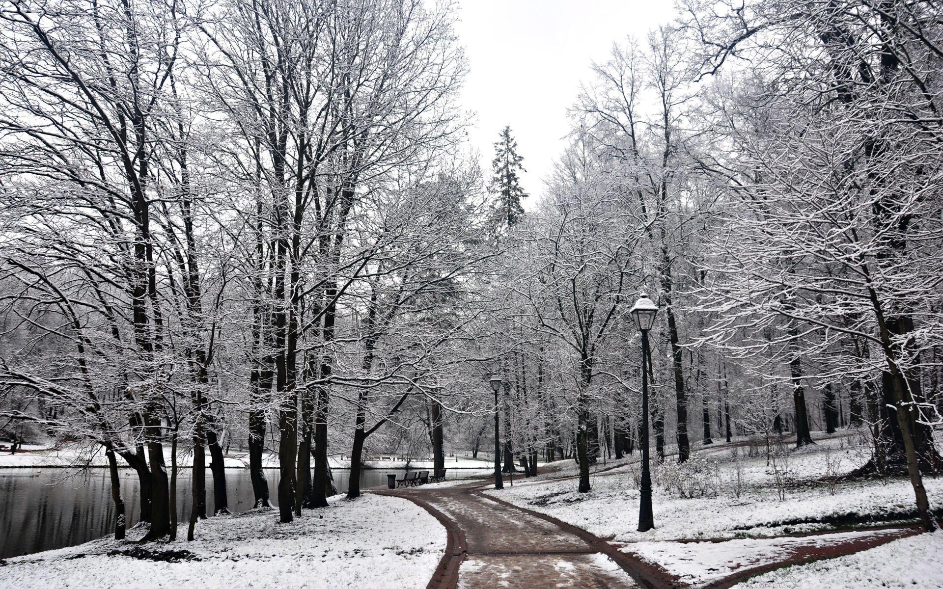 1920x1200 Winter Trees Wallpaper, Desktop