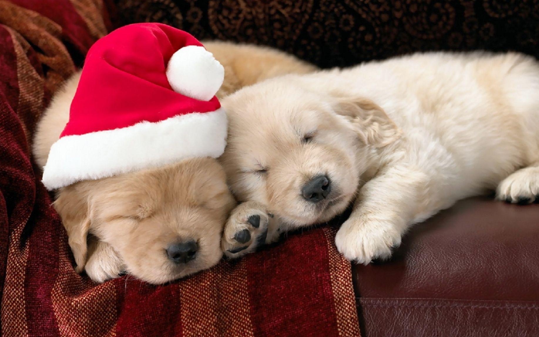 1840x1150 Remarkable The Cutest Animals Ready For Christmas Quiz Playbuzz, Desktop