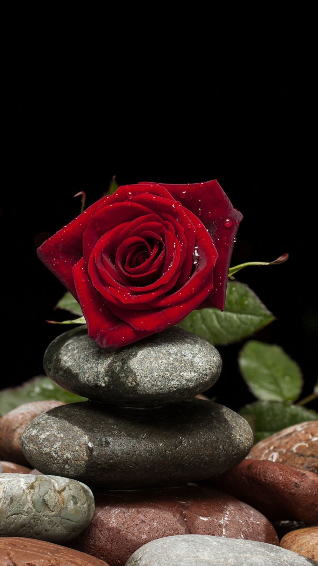 1080x1920 Beautiful Image For Dp In Whatsapp, HD Wallpaper Download Rose Red Flower HD Wallpaper, Phone