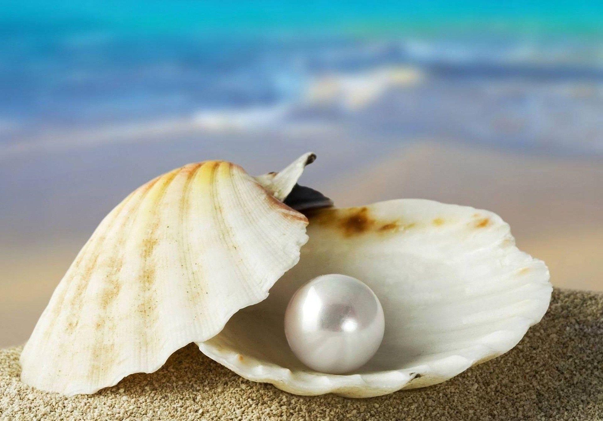 1920x1340 A Choice Pearl. Pearls, Oysters, Shells, Desktop