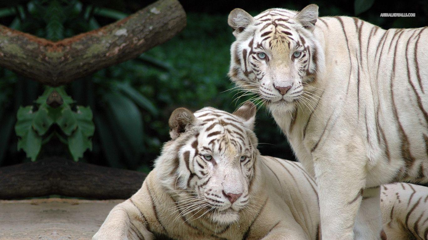 1370x770 White Bengal Tiger With Blue Eyes Wallpaper, Desktop