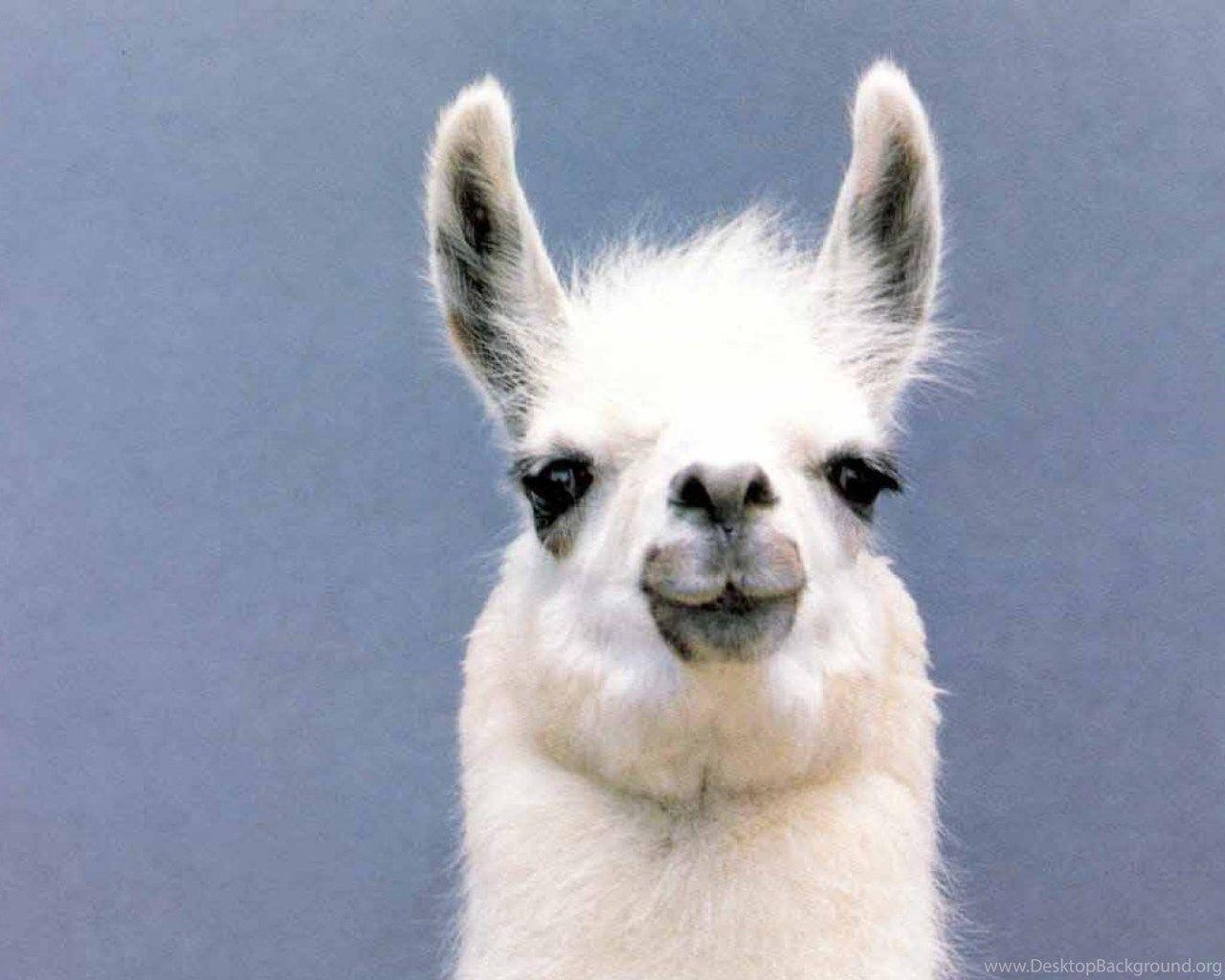 1280x1030 Llama Wallpaper 10 X 1024, Desktop