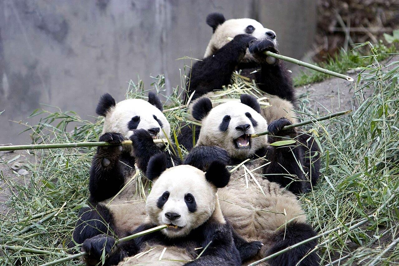 1280x860 Free Giant Panda Wallpaper Download, Desktop