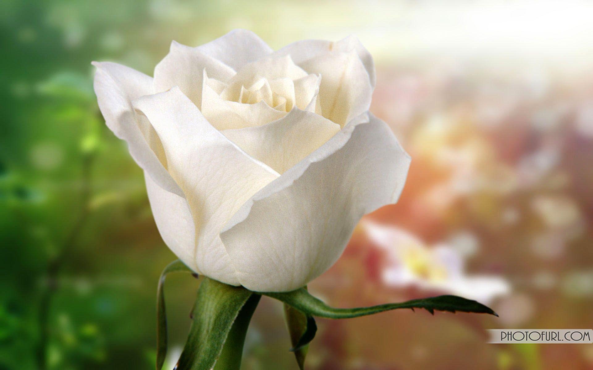 1920x1200 White Rose Wallpaper HD Desktop, Desktop