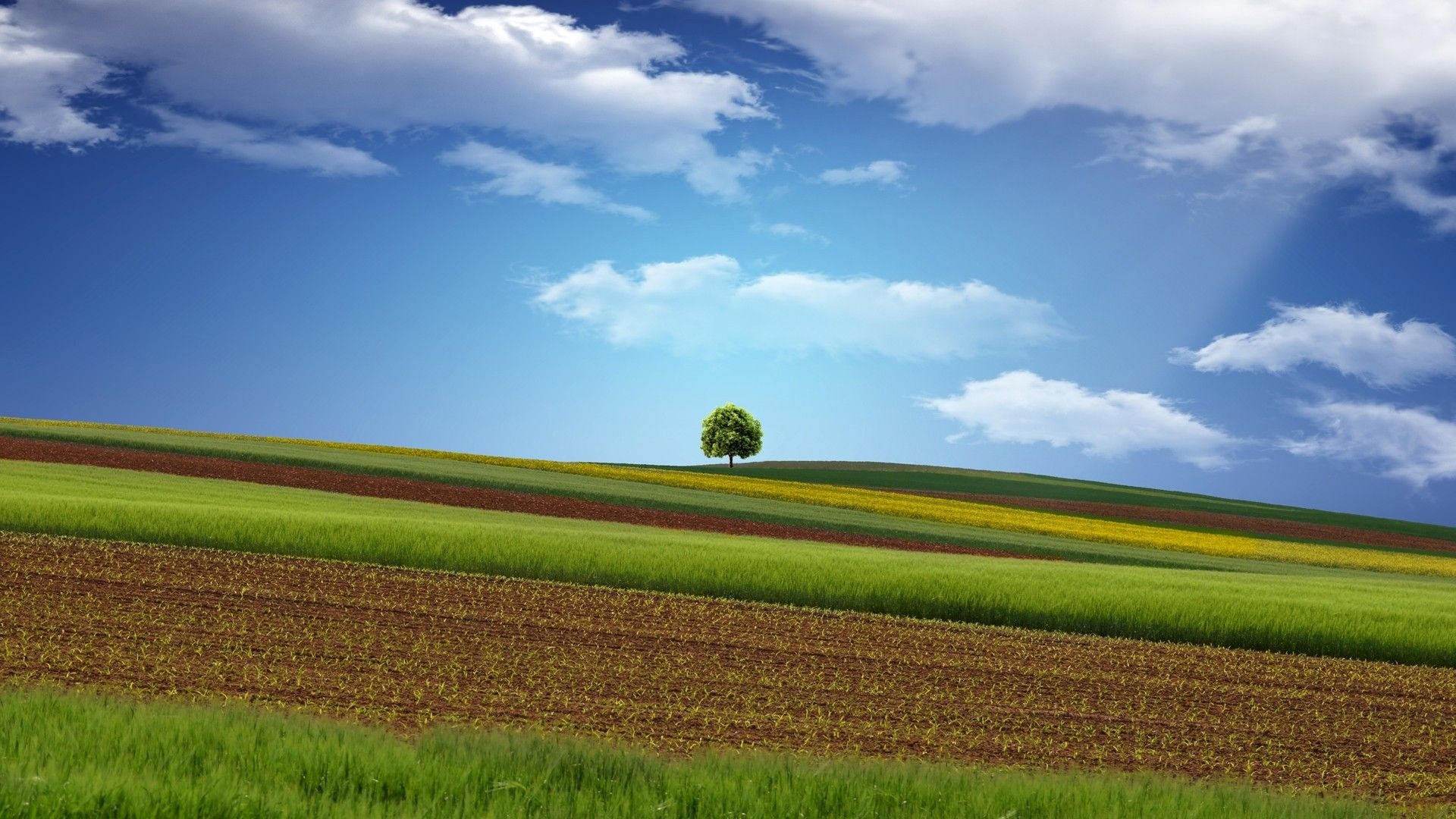 1920x1080 HD Eye Protection Picture Wallpaper(11): Corn field and the vault of the heaven. Free Wallpaper World, Desktop