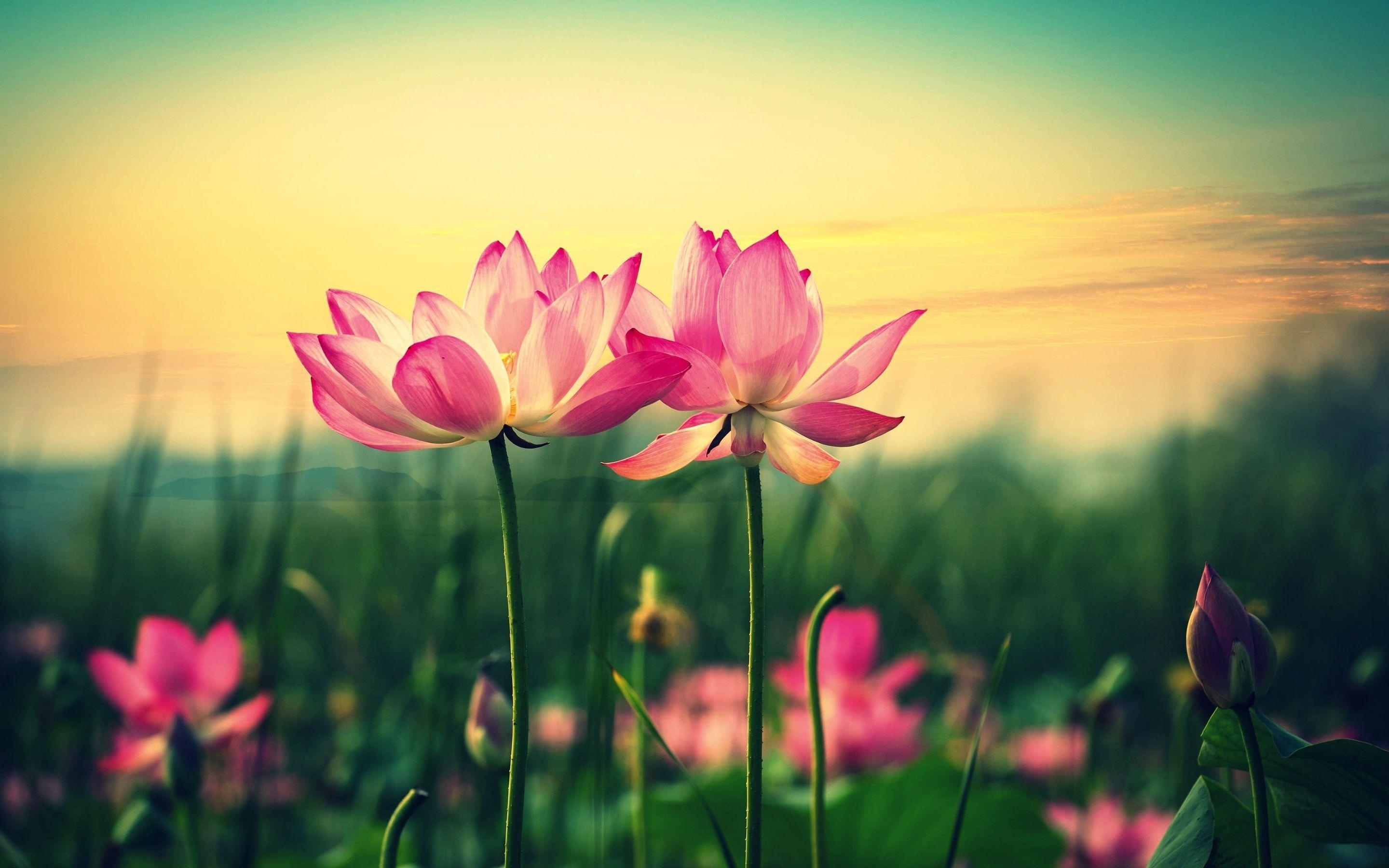 2880x1800 Lotus Flower wallpaper, Desktop