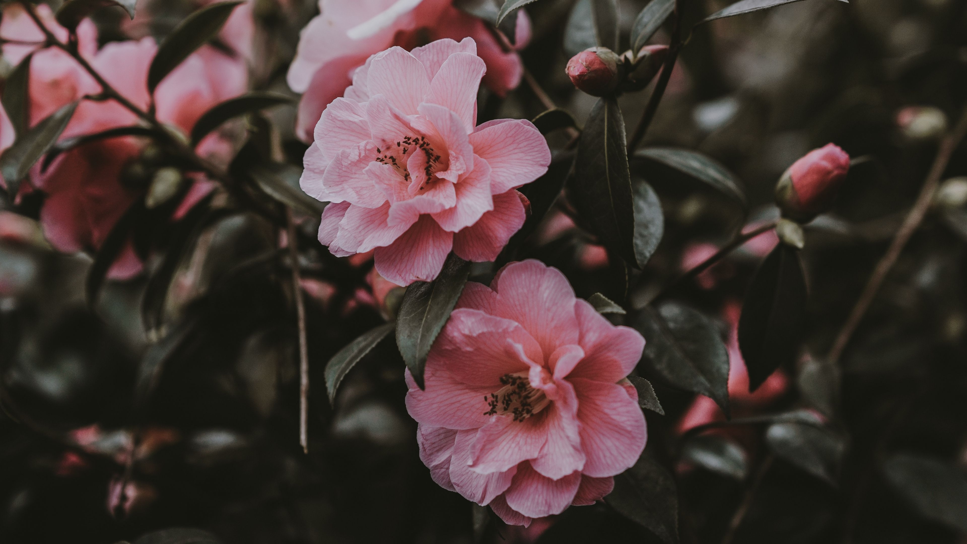 3840x2160 Pink Flowers Aesthetic Laptop Wallpaper Free Pink Flowers Aesthetic Laptop Background, Desktop