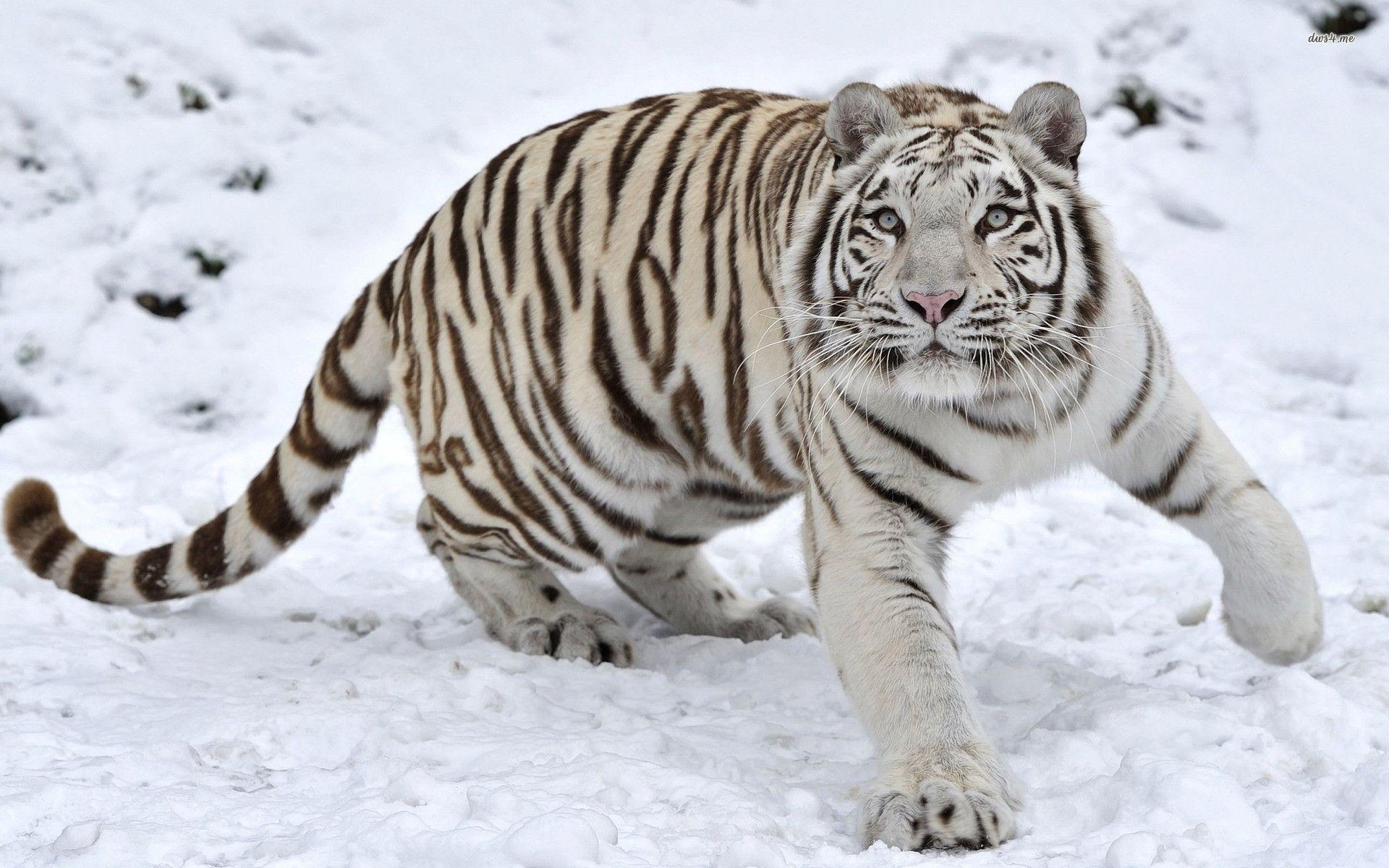 1920x1200 white tiger wallpaper, Desktop