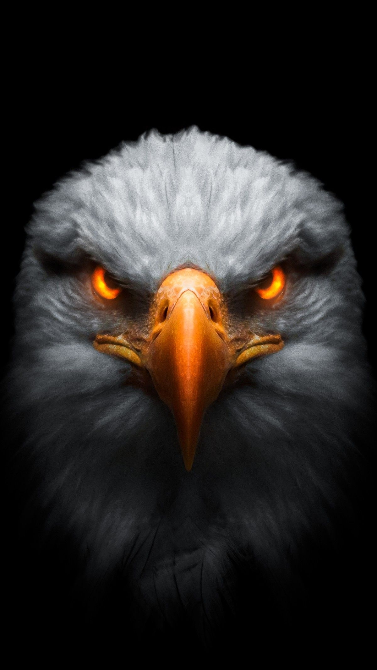 1200x2140 Eagle in the dark Wallpaper, Phone