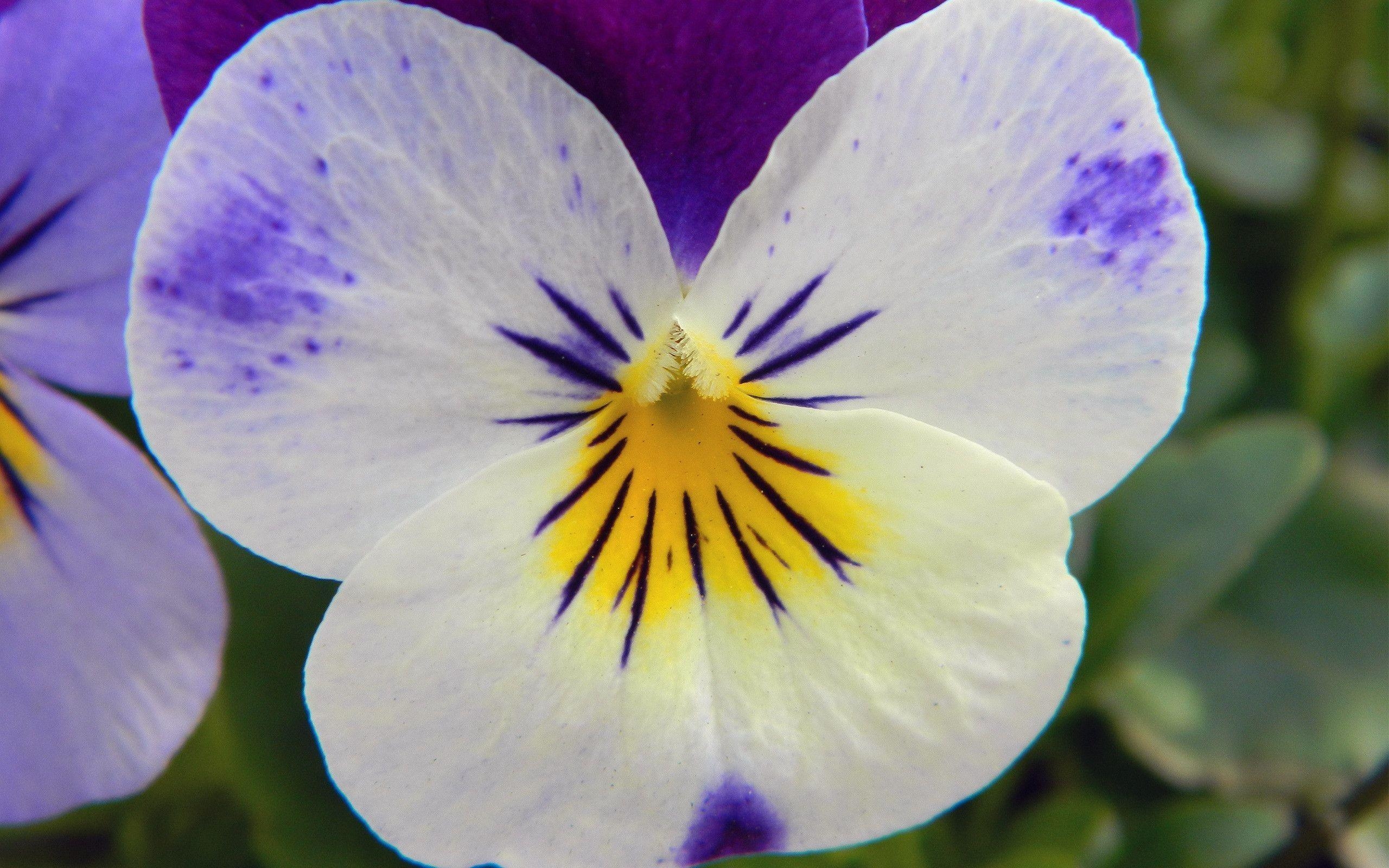 2560x1600 Pansy, Desktop