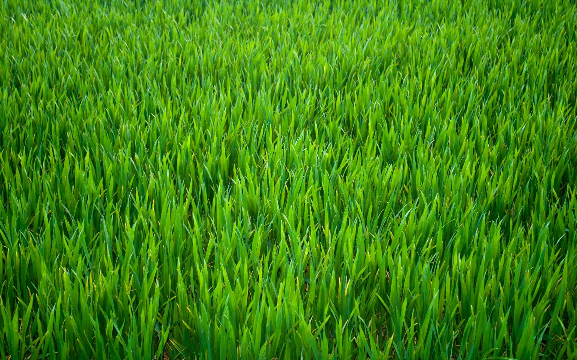 1920x1200 Grass Picture, Fantastic Grass Photo HD Wallpaper Pack v.592, Desktop