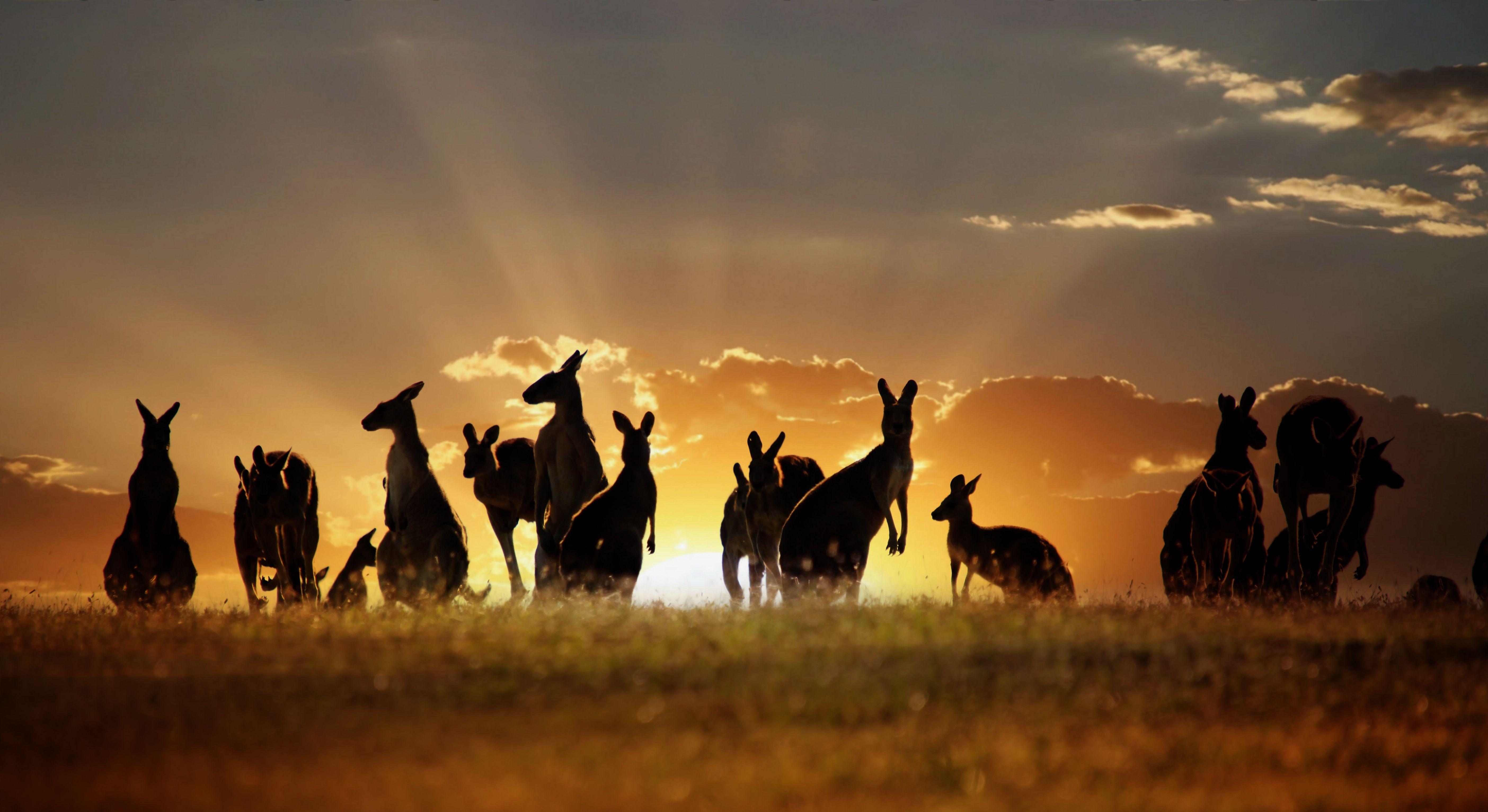 5620x3070 Kangaroo HD Wallpaper and Background Image, Desktop