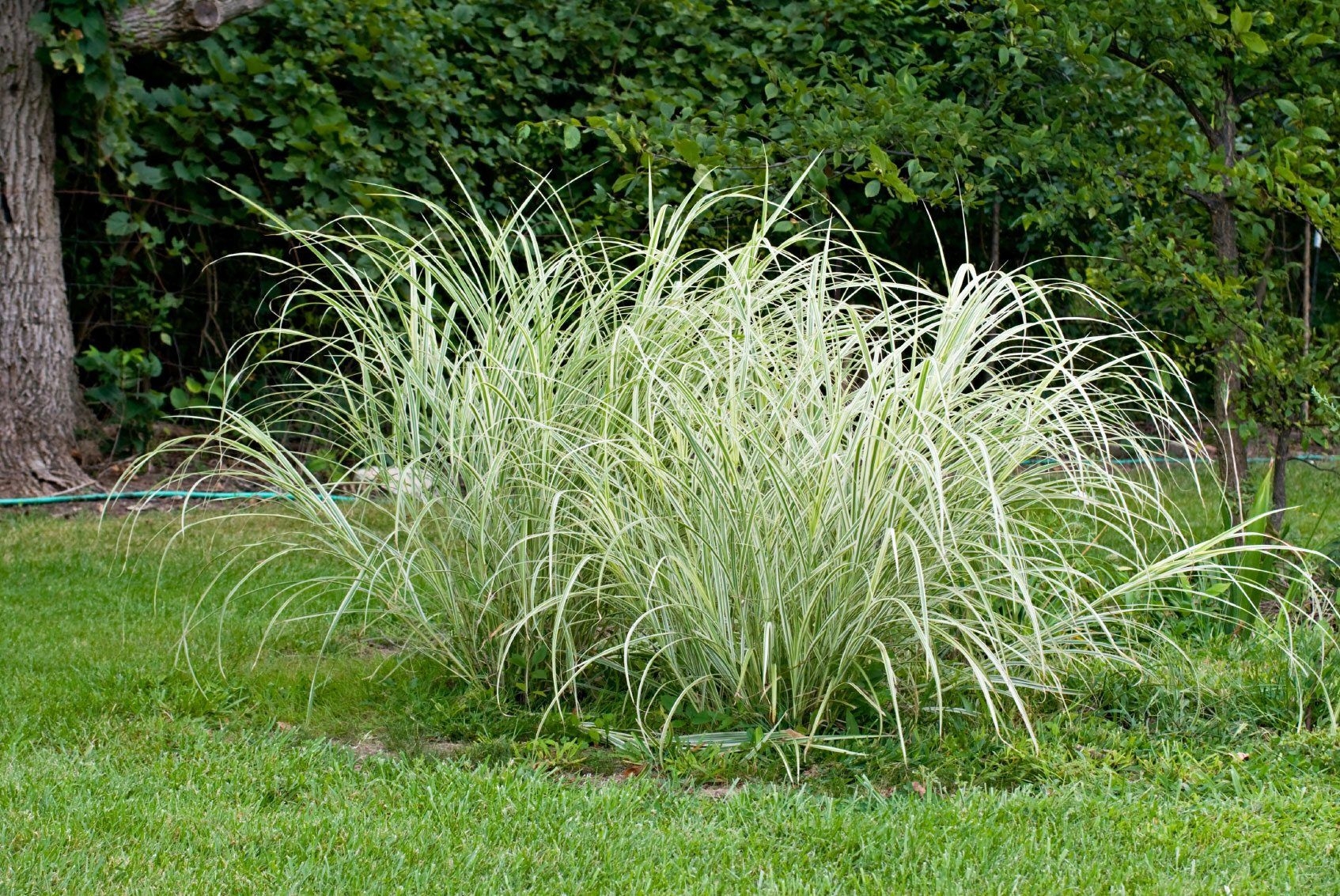 1700x1140 Sedge Plant Care To Grow Native Sedge Plants, Desktop