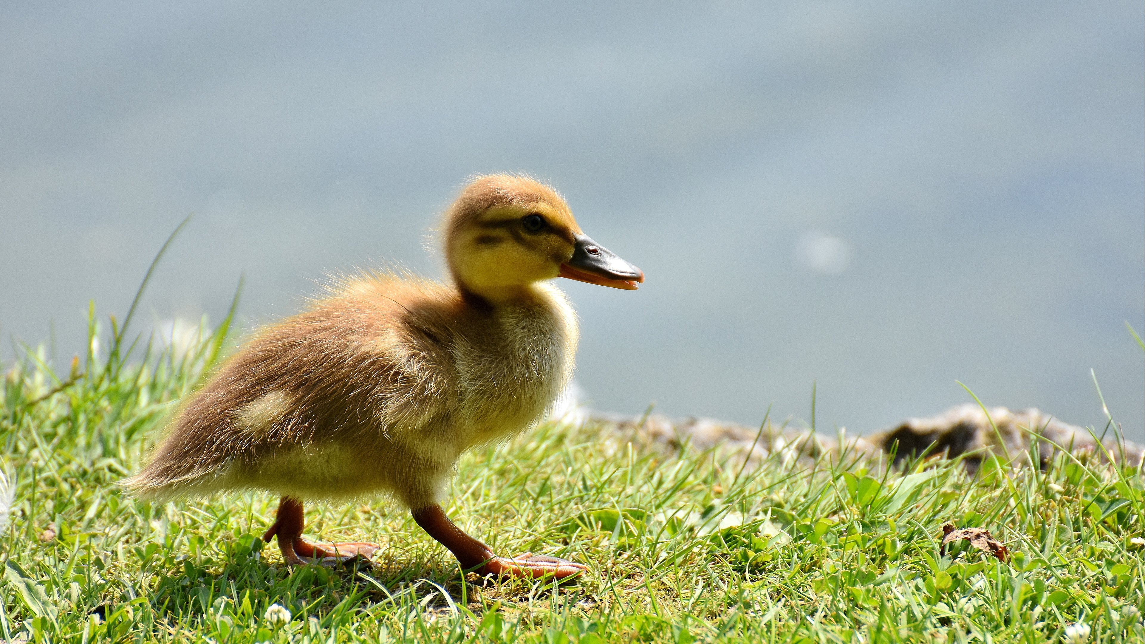 3840x2160 4K Little Baby Duck Wallpaper x 2160, Desktop