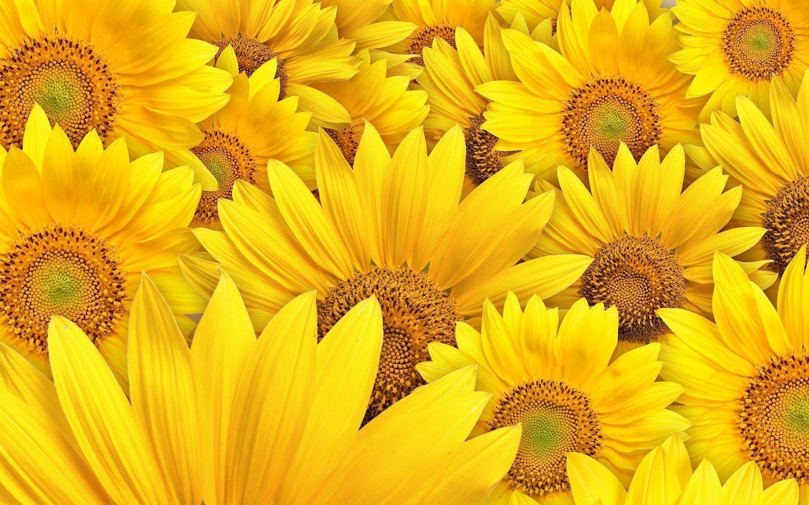 1600x1000 Sunflowers Wallpaper HD Wallpaper, Desktop