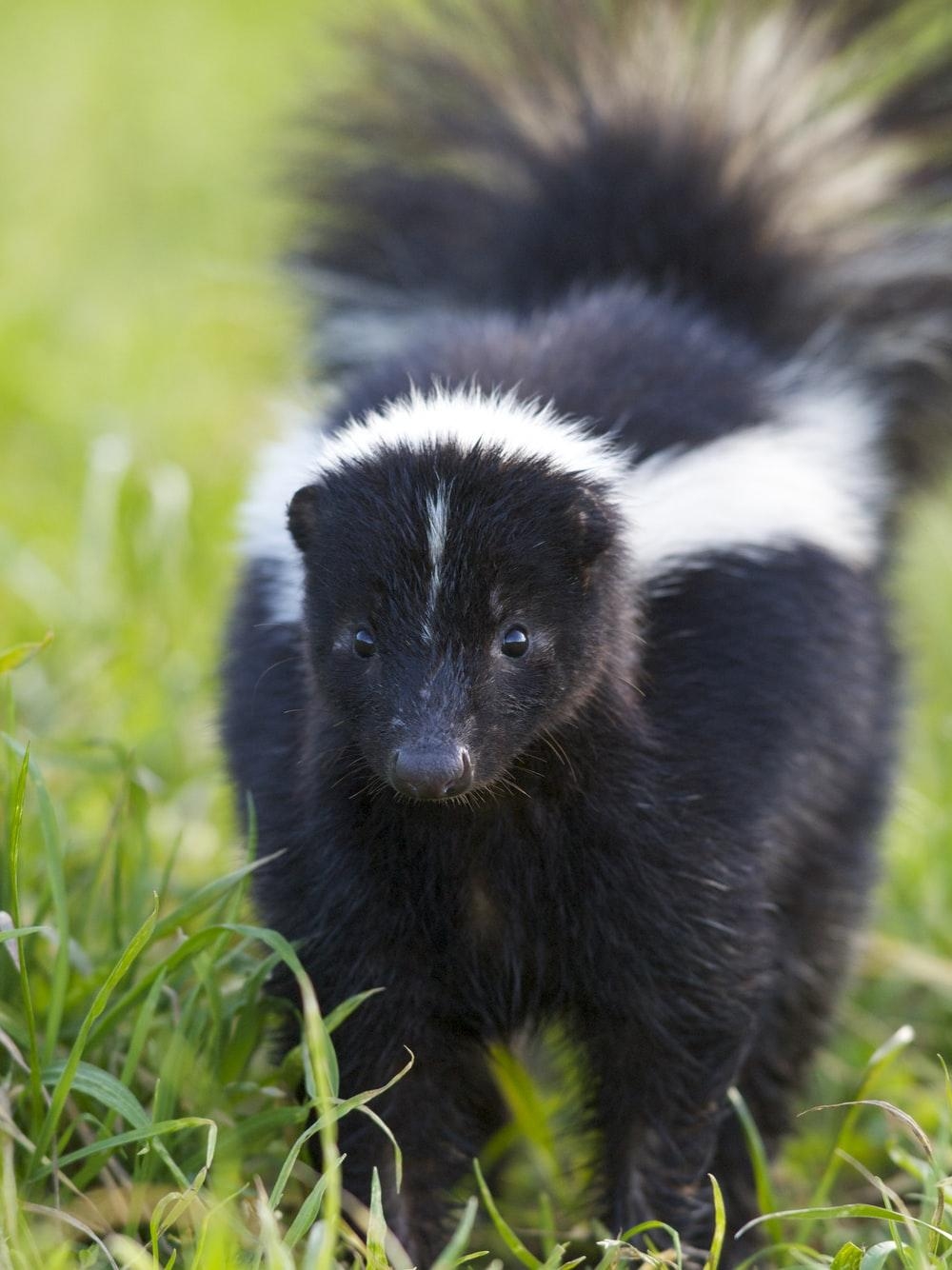 1000x1340 Skunk Picture. Download Free Image, Phone