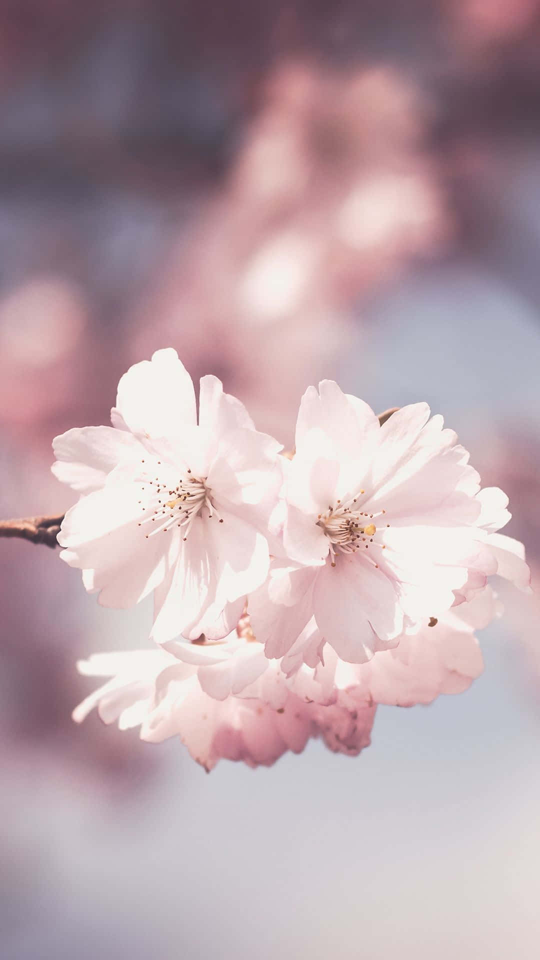 1080x1920 Download Get your summer florals started early with a light pink floral iPhone Wallpaper, Phone