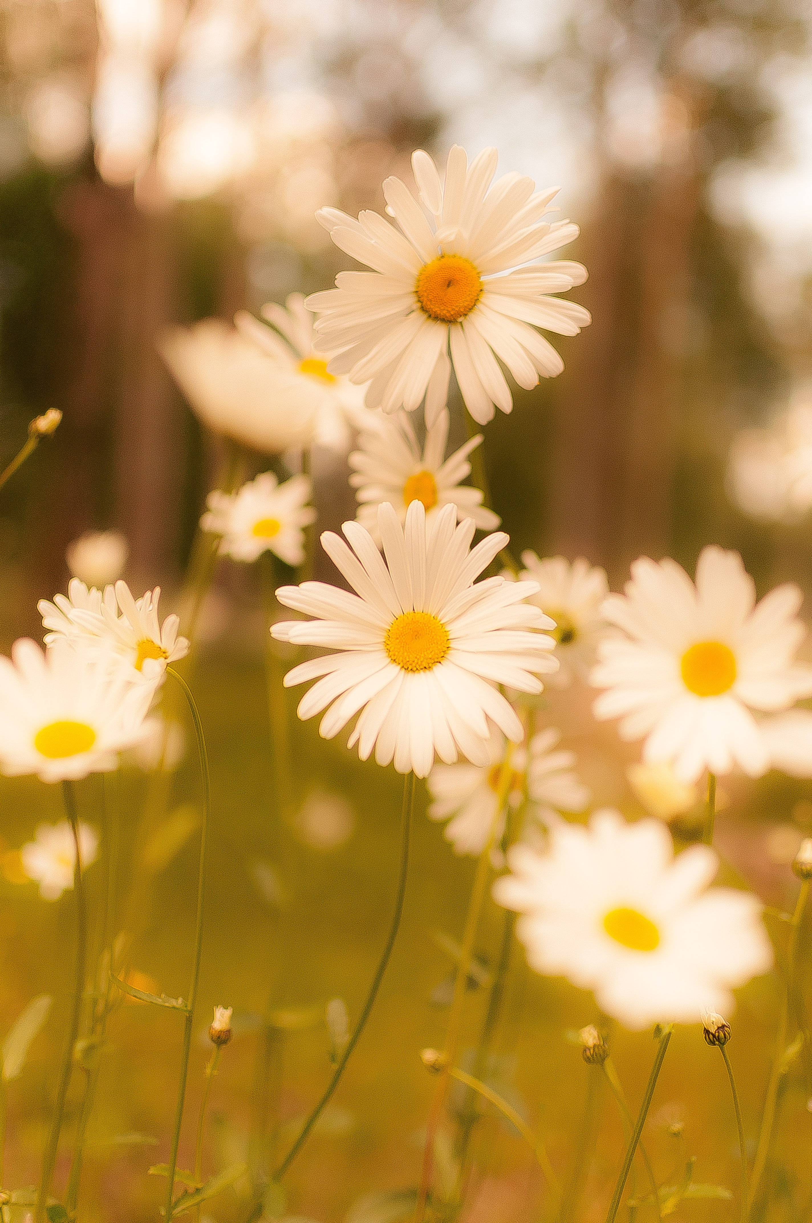 2850x4290 Daisy Flower Photo, Download Free Daisy Flower & HD Image, Phone