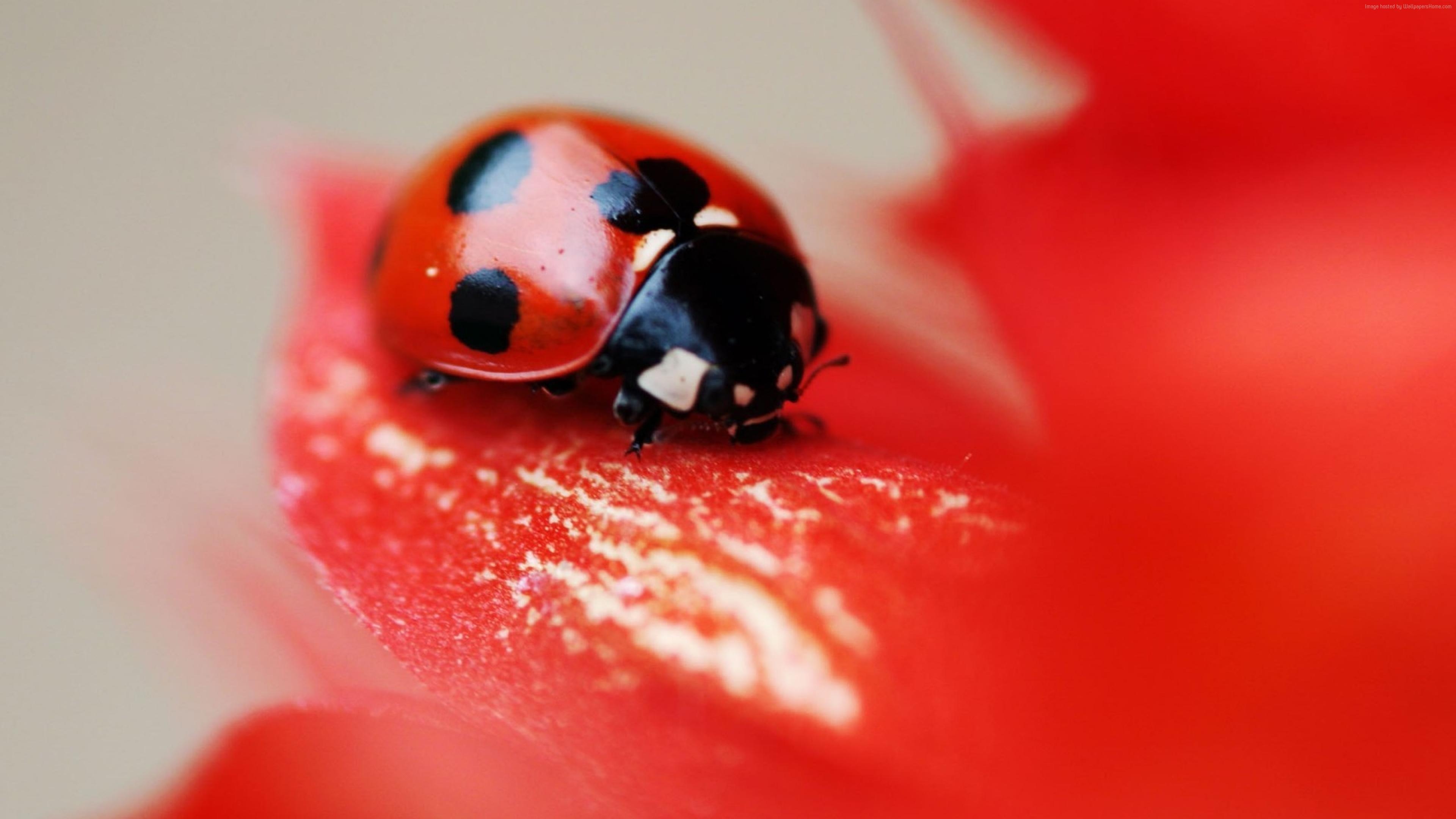 3840x2160 red, #ladybird, #beetle, #flower, Desktop