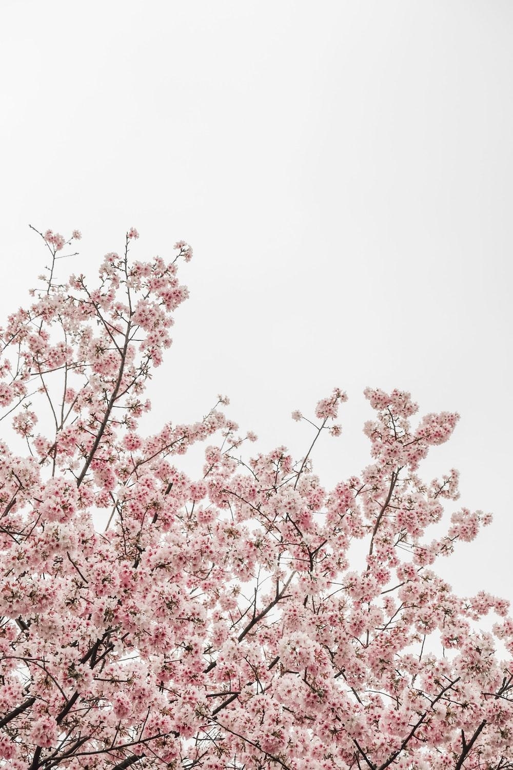 1000x1500 Cherry Blossom Wallpaper: Free HD Download [HQ], Phone