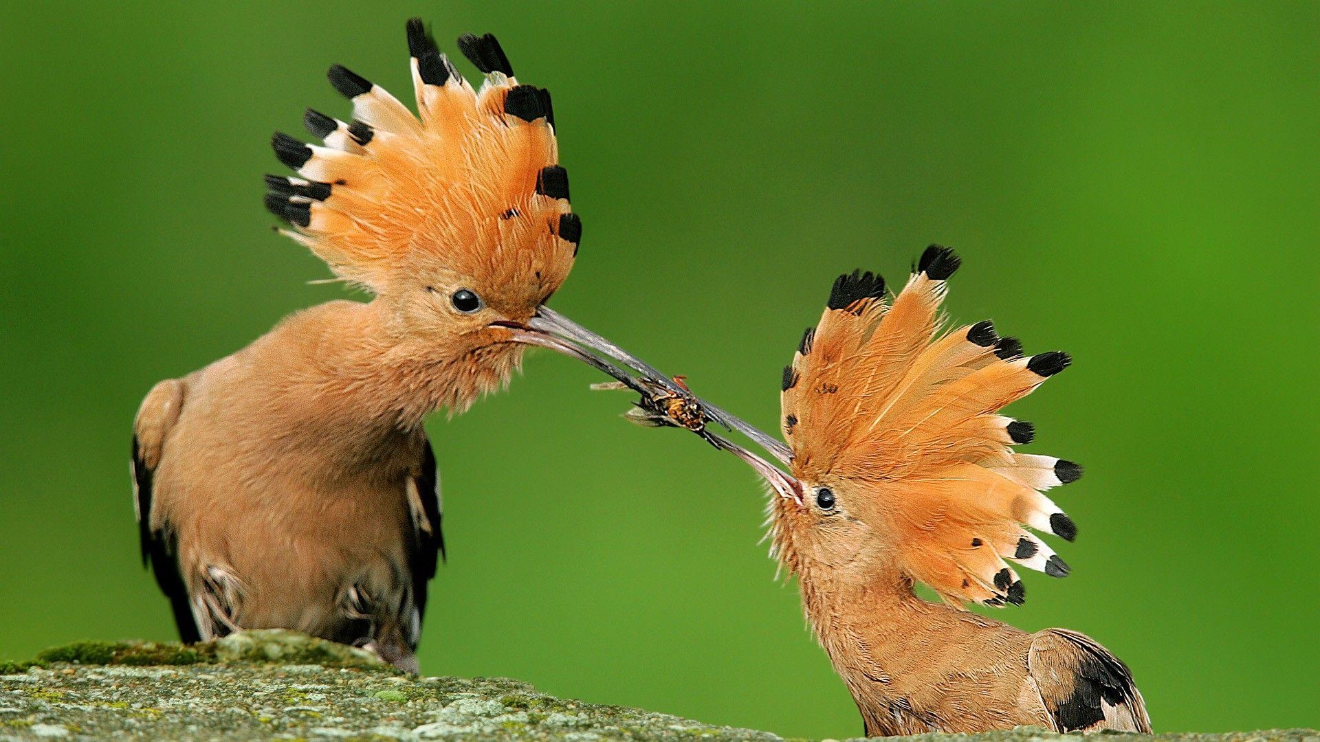 1920x1080 Download Birds Poland Hoopoe Wallpaper. Full HD, Desktop