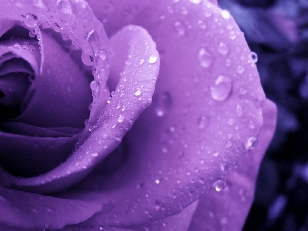 1030x770 Purple Rose Wallpaper, Desktop