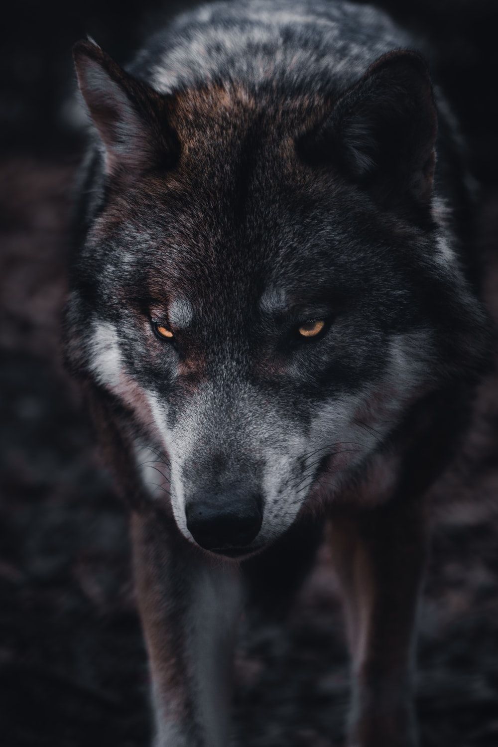 1000x1500 Wolf Wallpaper: Free HD Download [HQ], Phone