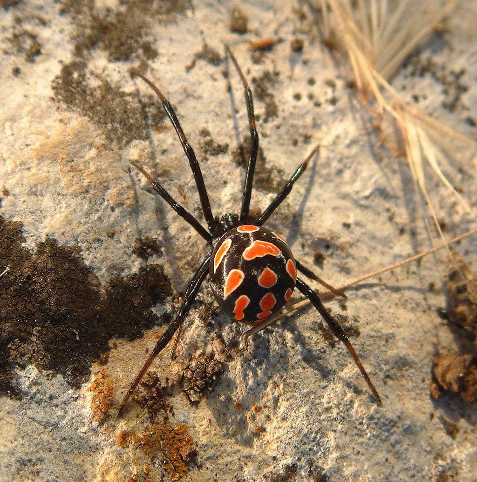 1920x1940 Black Widow Spider on Gray Cement Wall · Free, Phone