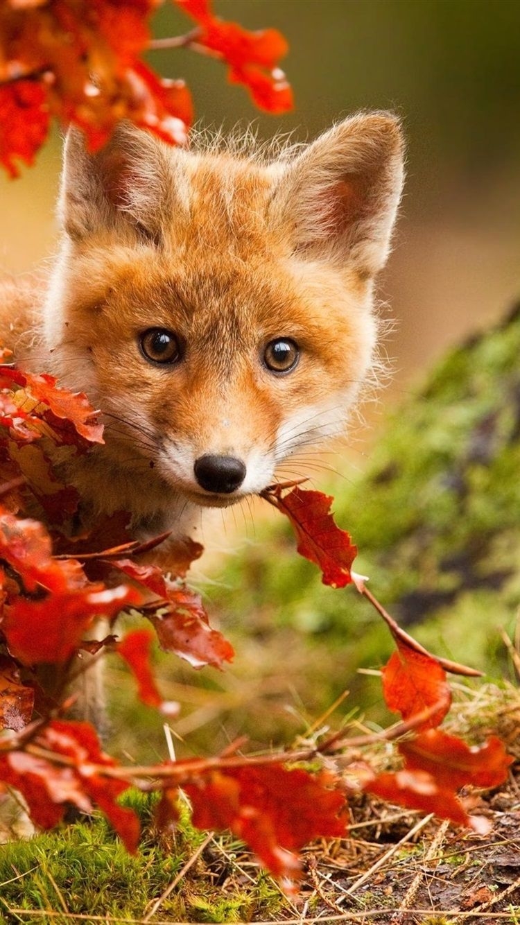 750x1340 iPhone Wallpaper Cute Fox In Autumn, Red Leaves Autumn Fox, Phone