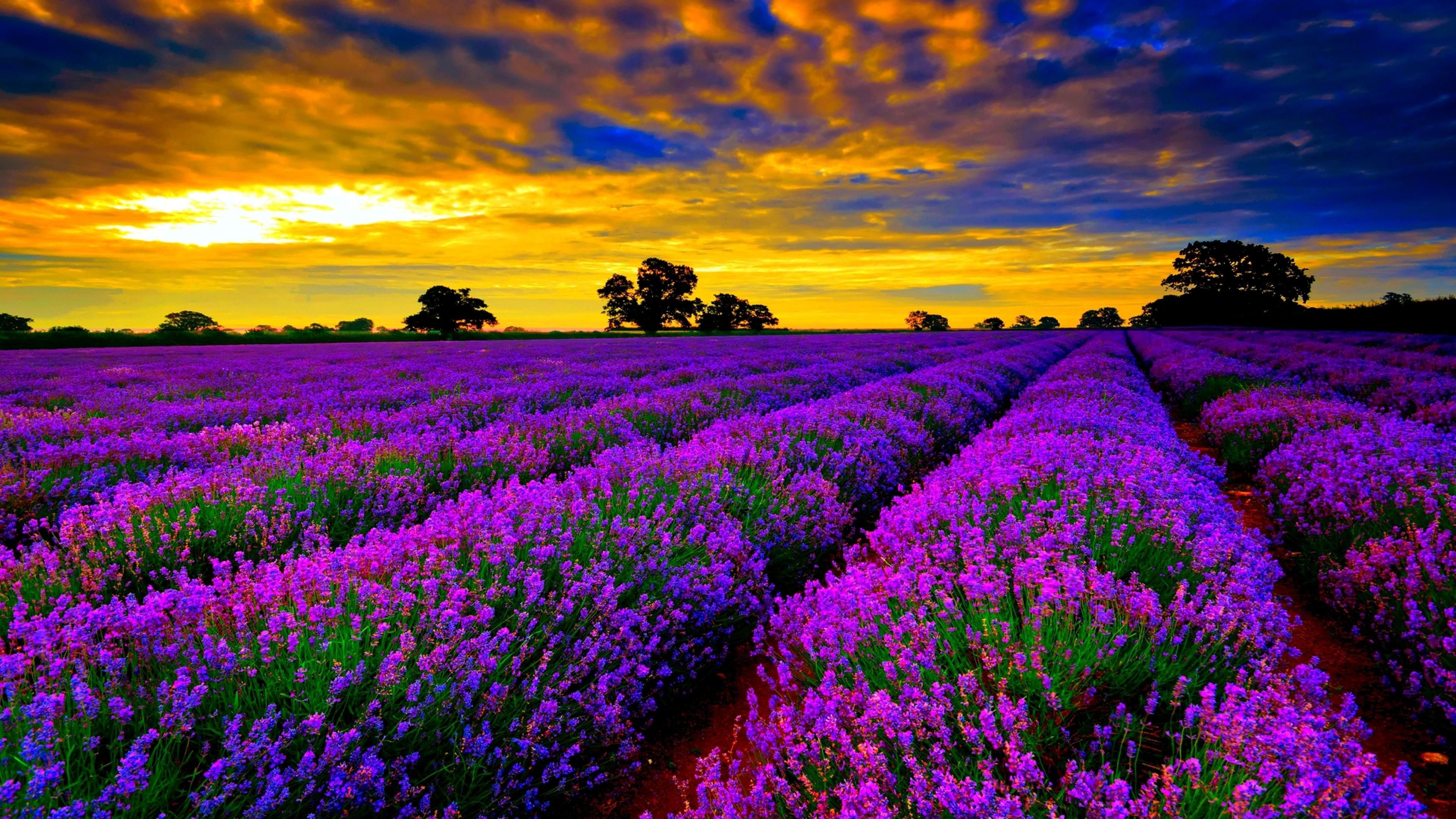 3840x2160 Ultra HD Wallpaper Lavender, Desktop