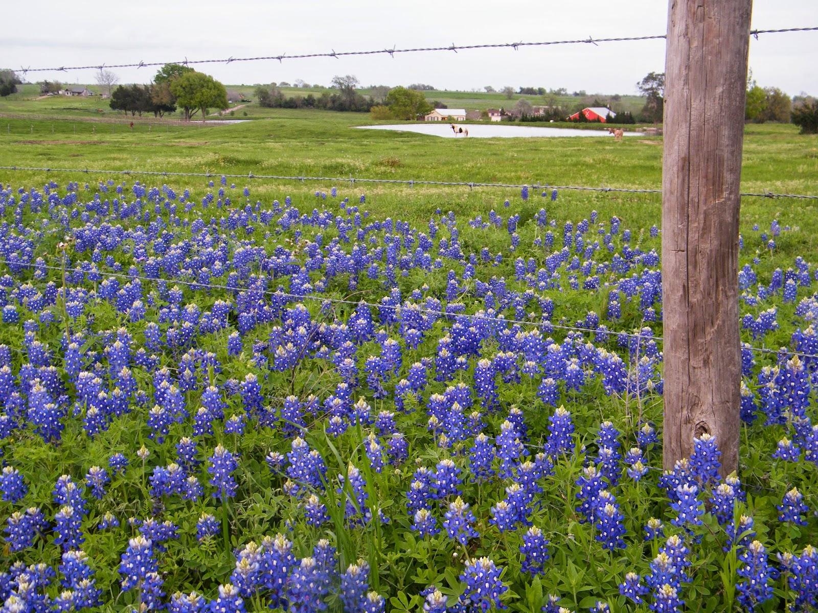 1600x1200 Wallpaper Blink Bluebonnets Wallpaper HD 17 X 1200, Desktop