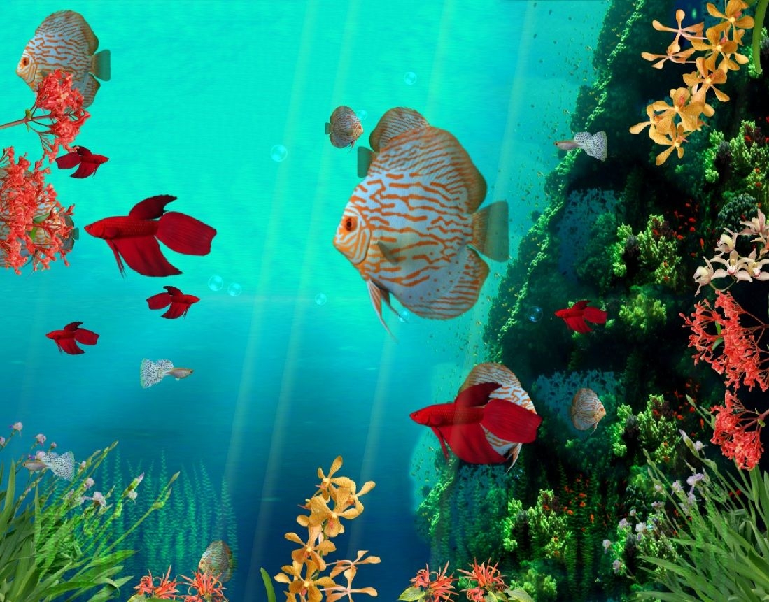 1100x870 Animated Fish Wallpaper Free Download Aquarium Fish, Desktop